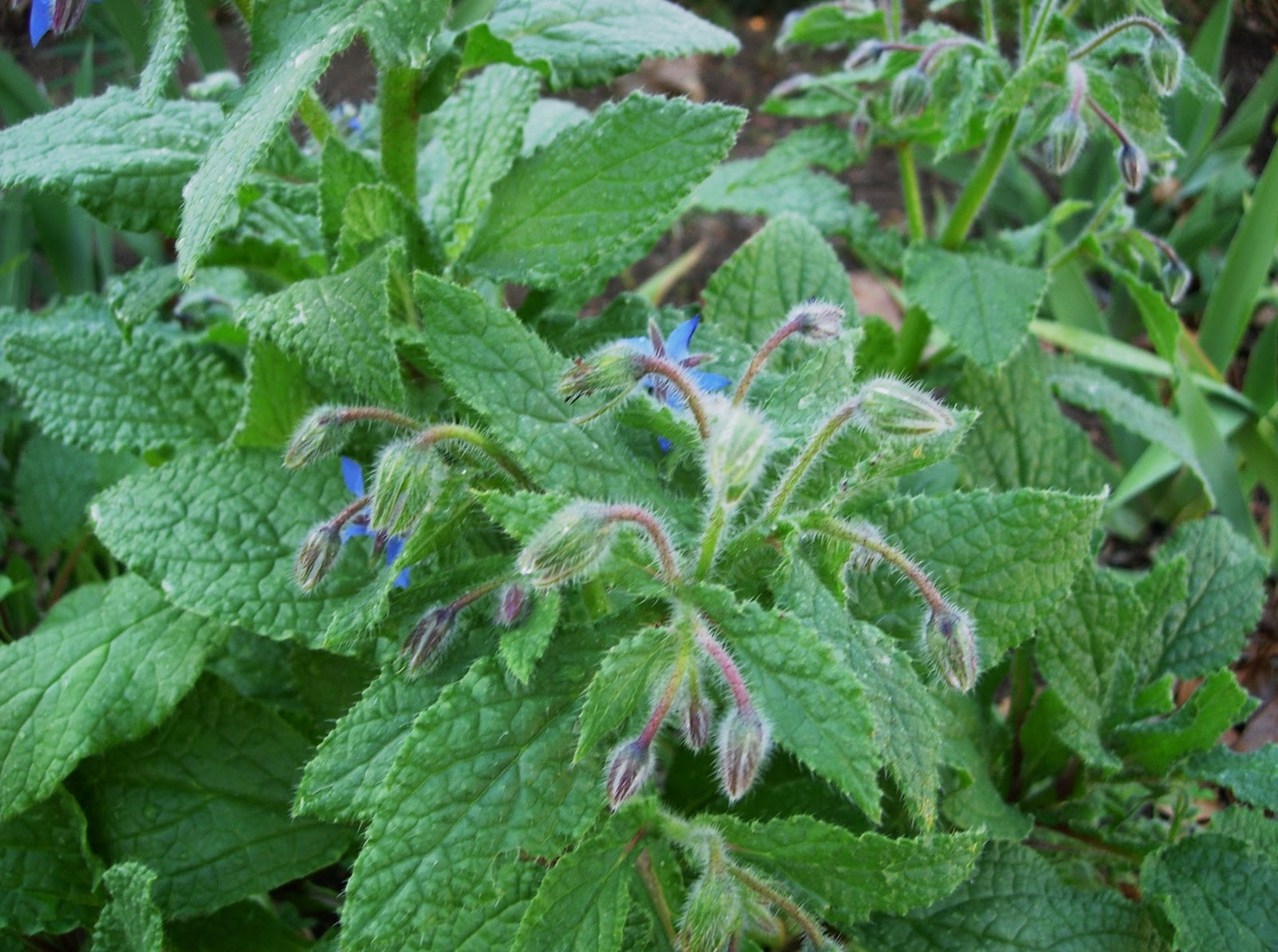 Borage Leaves