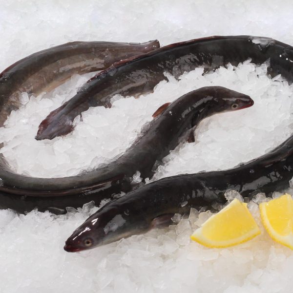 Frozen Eel, Buy Online, Fast Fish & Seafood Delivery