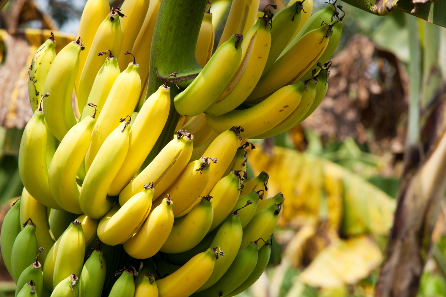 La banane du Costa Rica à l'honneur ! Blog Fructa Partner