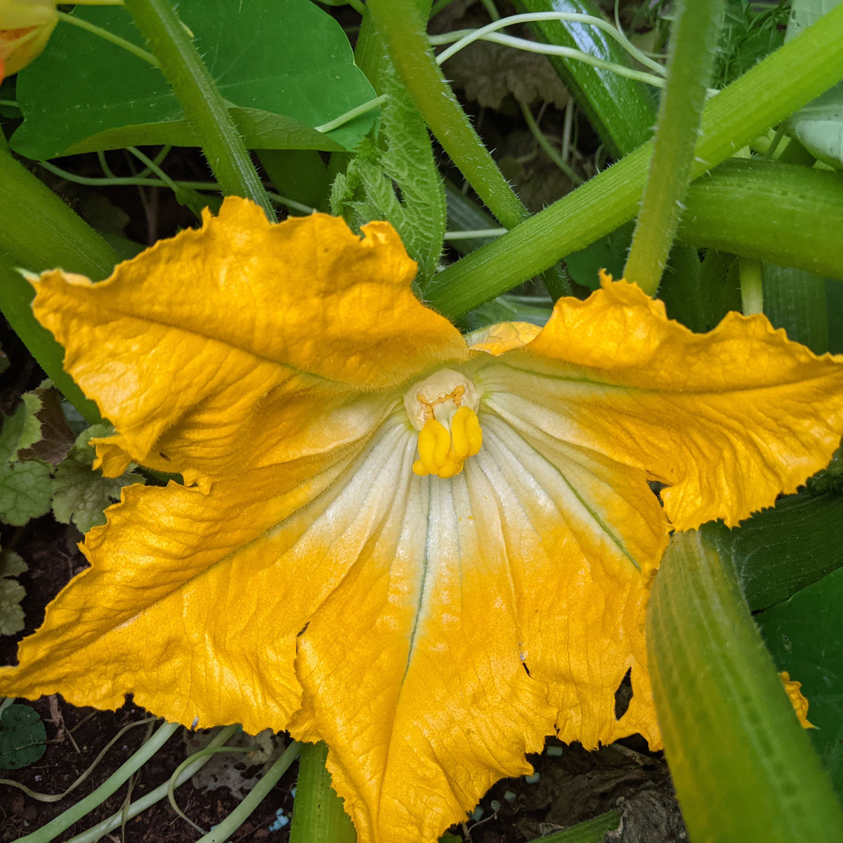 Griddled Courgettes with Lemon and Chilli The Frugal Flexitarian