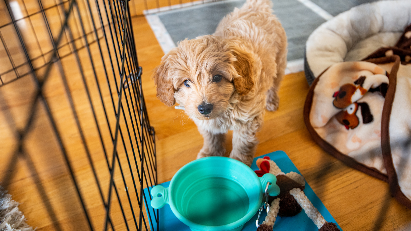 Puppy Potty Training Regression How To Get Back To Housebroken