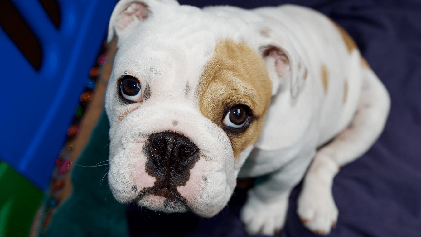 Puppy Potty Training Regression How To Get Back To Housebroken