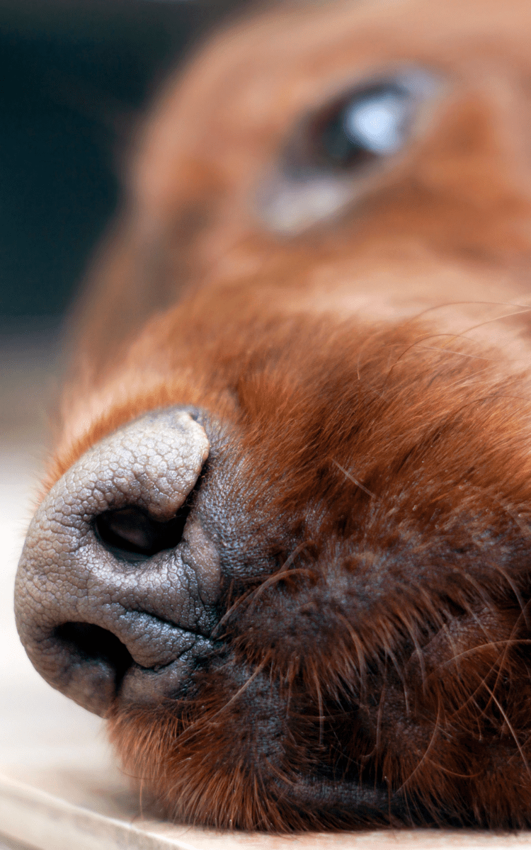 Why Is My Dog's Nose Dry? Frug Life
