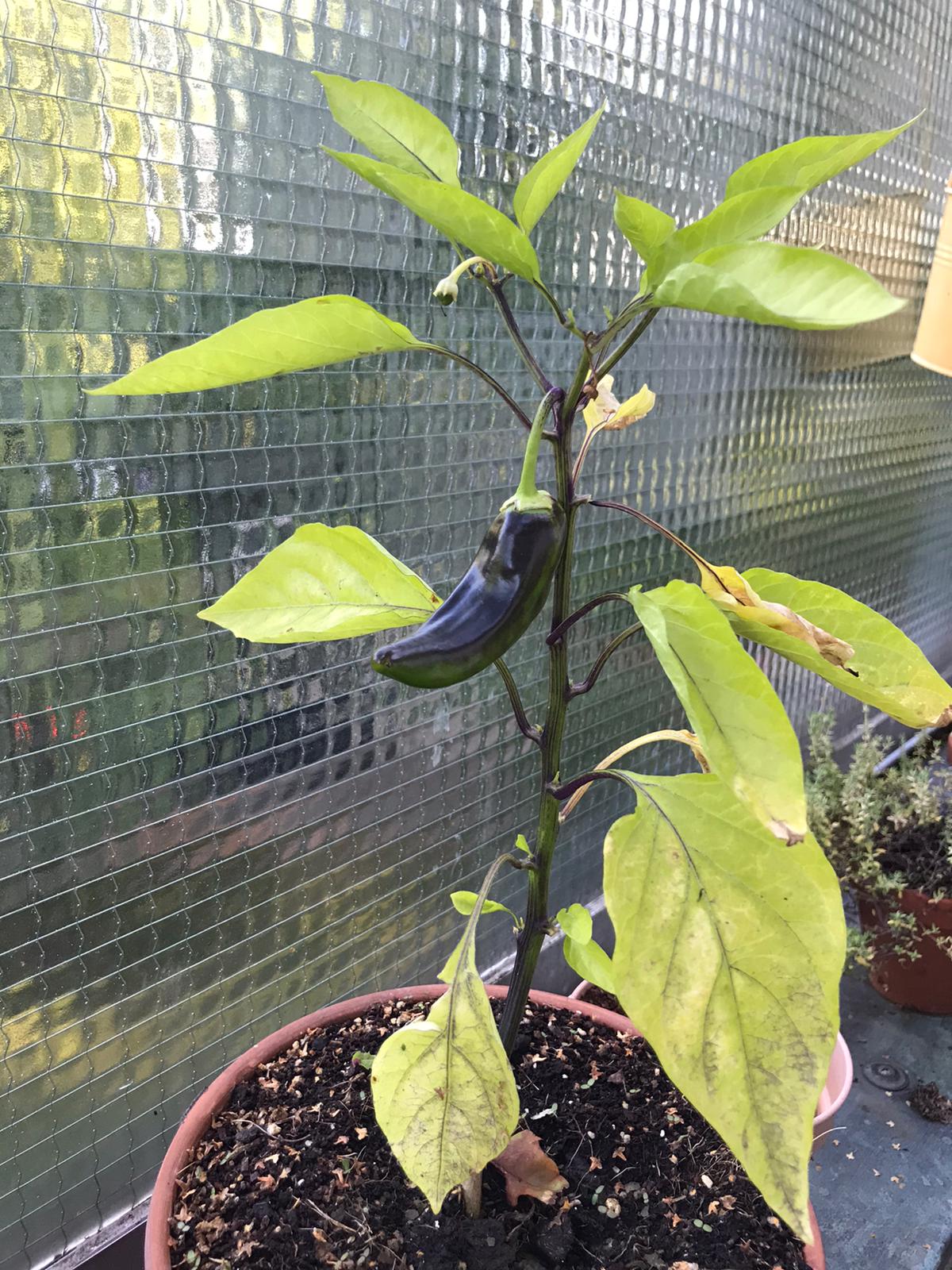 Auf meinem Balkon Paprika oder Chili? Das ist hier die Frage! fruifructu