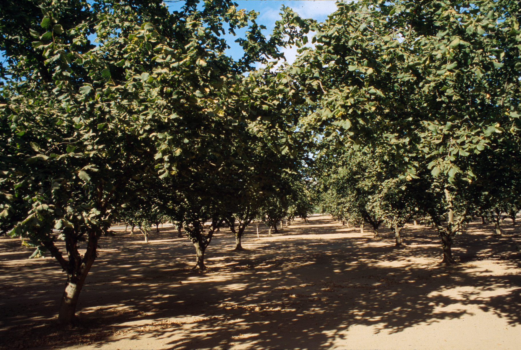 Hazelnut or Filbert Corylus avellana L. Fruit Crops