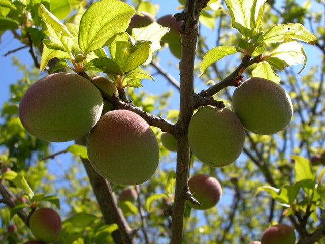 梅（ウメ）の苗木一覧 果樹苗専門店の通販 苗木部 By 花ひろばオンライン本店 ウメの実がならない理由は？ - 初心者の果樹栽培｜庭植え鉢植えで大収穫