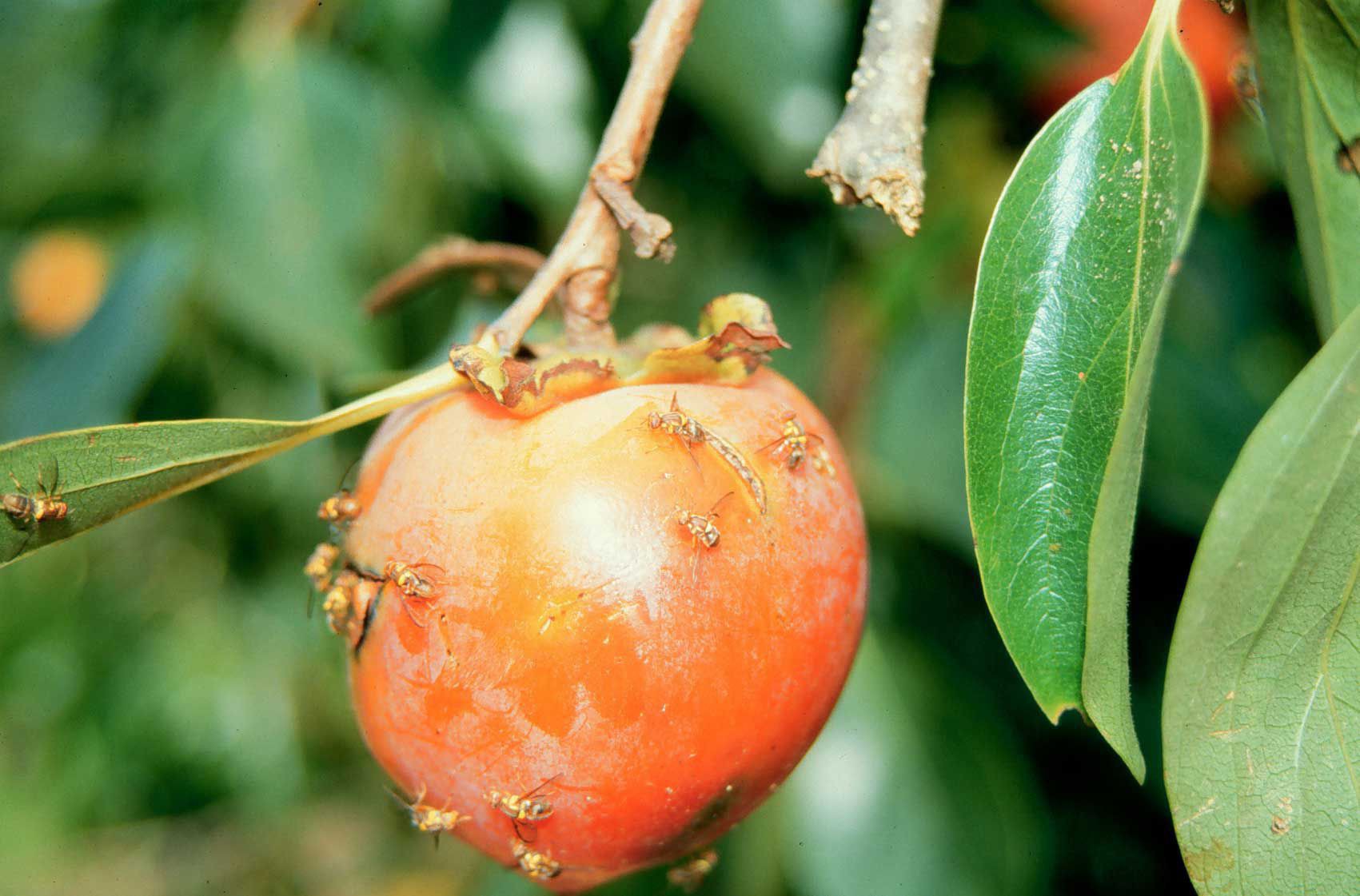 The Fruit Fly Problem Fruit Fly Control