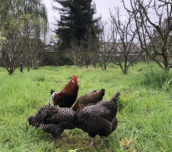 Petaluma Bounty Farm The FruitGuys Community Fund
