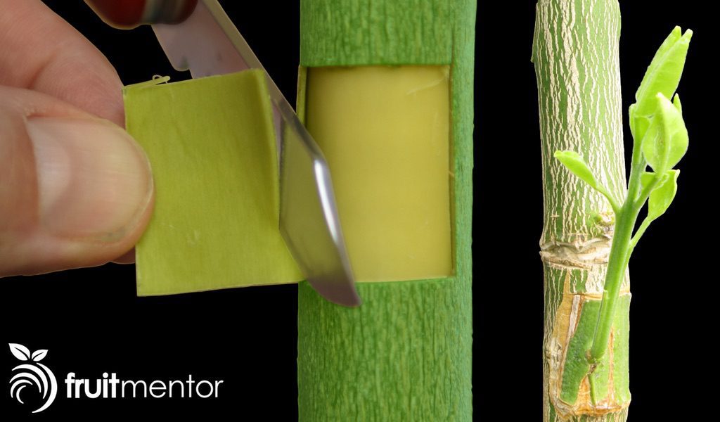 Patch Budding to Replace or add New Fruit Varieties