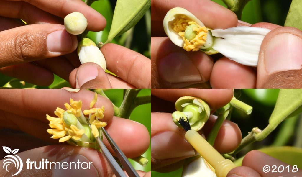 Breeding and Growing Citrus from Seed to a Deadly Disease
