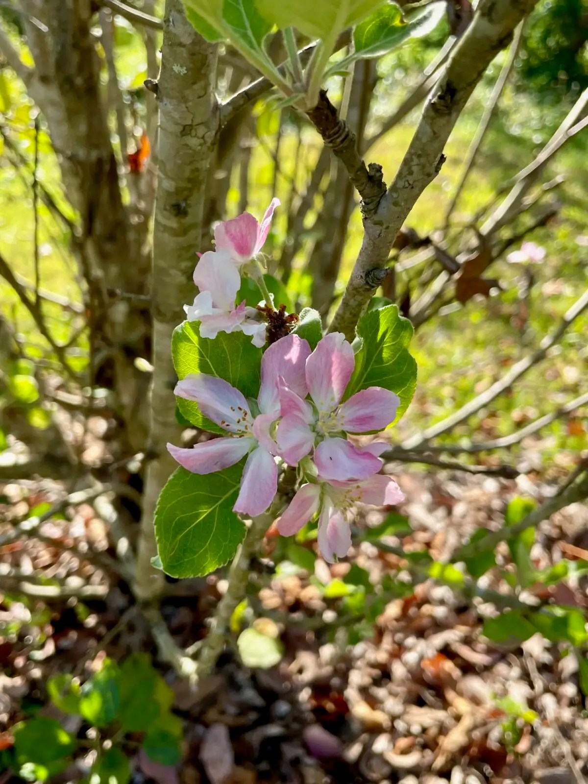 28 Best Fruit Trees for Alabama [AL Guide] Fruit Moose