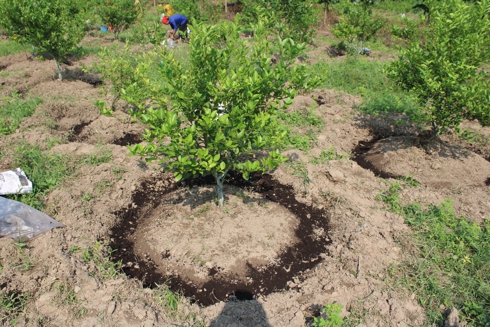 When to Fertilize Fruit Trees in California Your 4Season Guide for