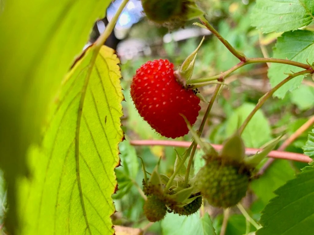 28 Best Fruit Trees for Alabama [AL Guide] Fruit Moose