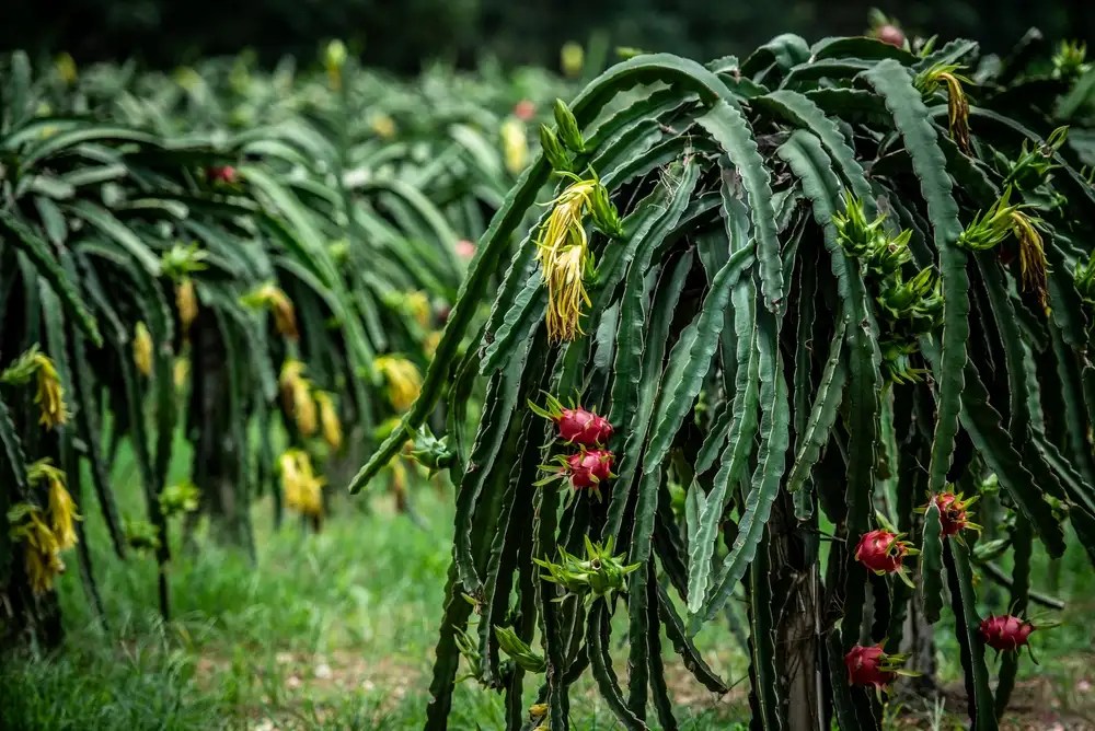 Here's Why pruning dragon fruit Plants Is a Good Idea [+ Howto
