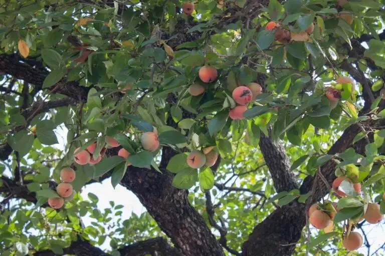 13 Best Fruit Trees That Grow In North Carolina [NC Guide] Fruit Moose