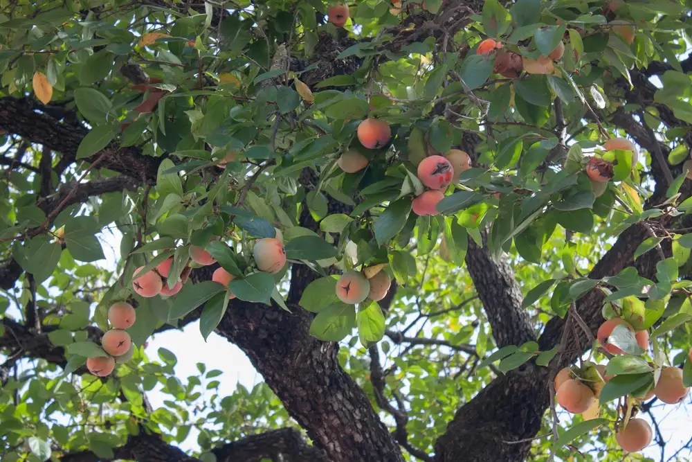 13 Best Fruit Trees That Grow In North Carolina [NC Guide] Fruit Moose