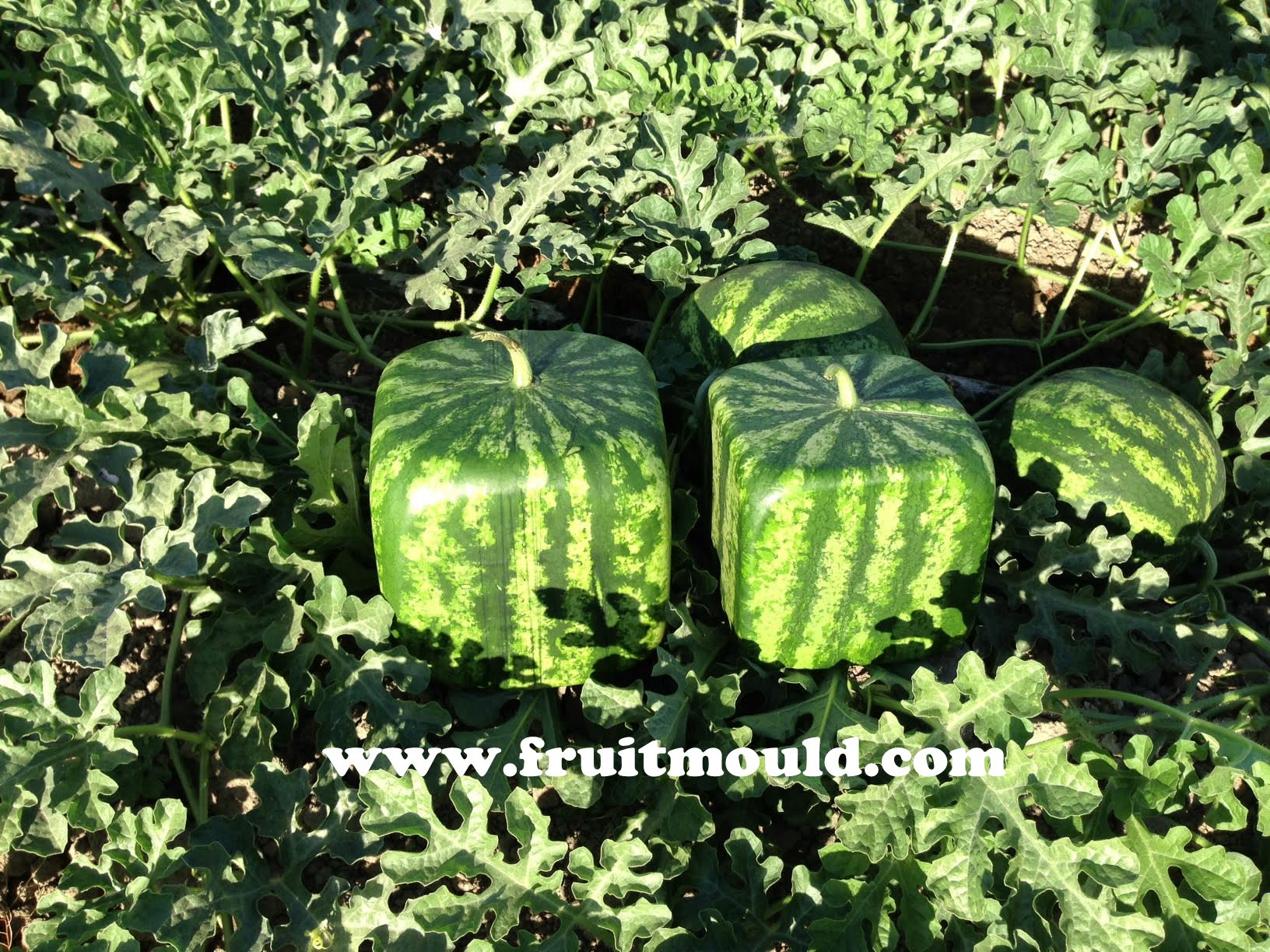 Make a square shape pumpkin with a square watermelon mold Grow your
