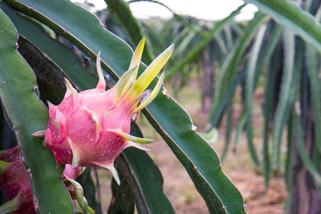 Best Soil For Growing Dragon Fruit To Get Maximum Yields!