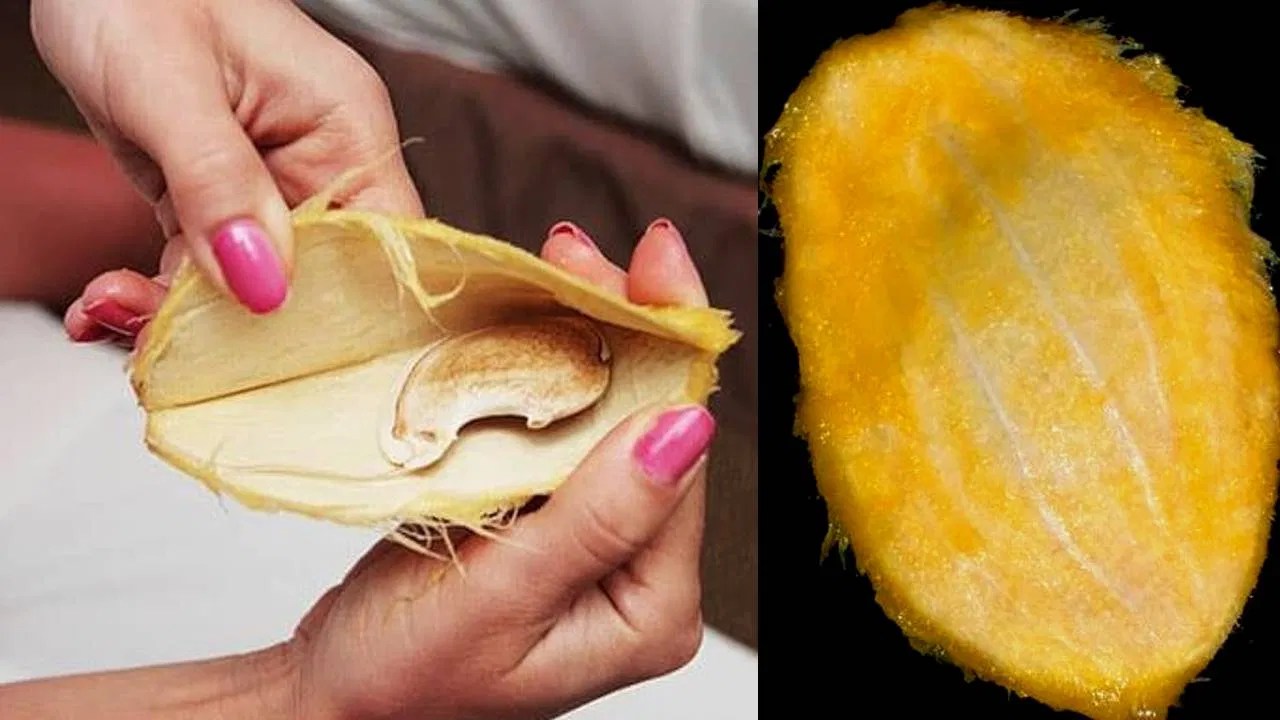 Are Mango Pits Safe For Dogs