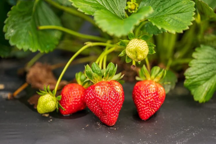 20 Popular Varieties Of Strawberries And Which To Choose