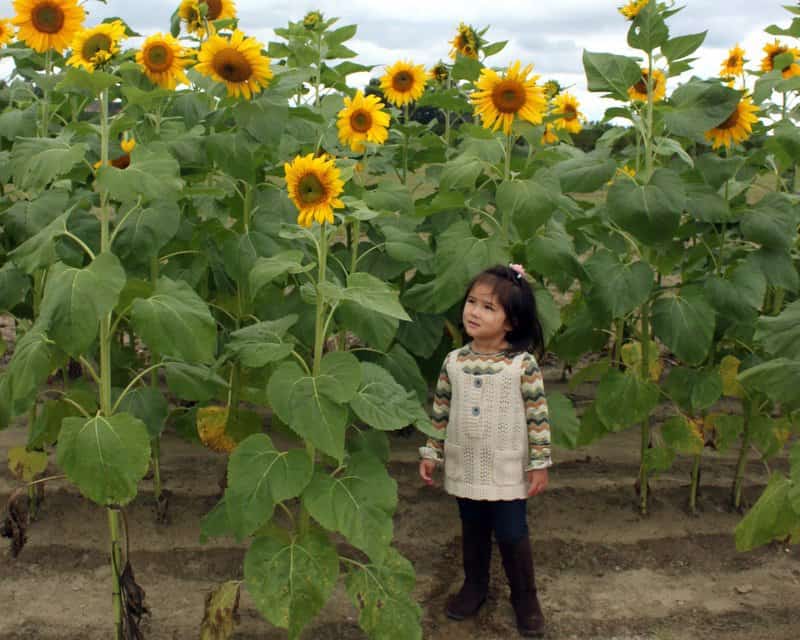 9 Great Sunflower Farms in New Jersey Days Out On The Farm