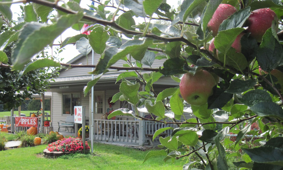 80+ of the Best Fruit Picking Farms Near Me Days Out On The Farm