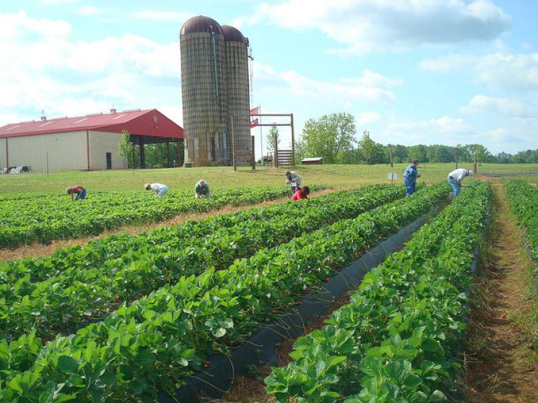 50+ Places for the Best Strawberry Picking Near Me Days Out On The Farm