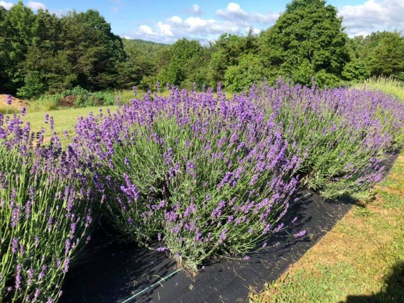 50 Spectacular Flower Fields Near Me Days Out On The Farm