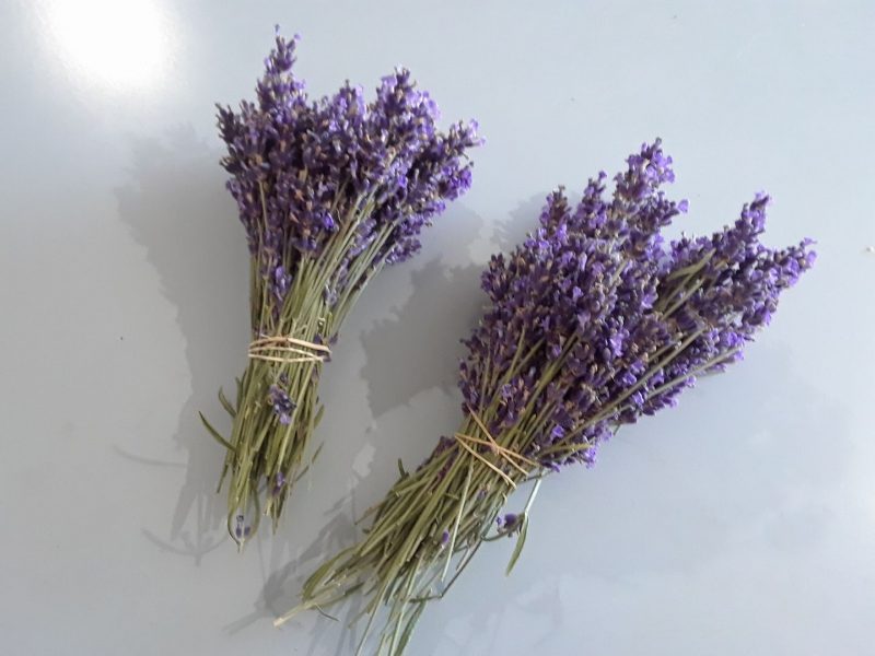 13 Stunning Flower Farms in Michigan Days Out On The Farm