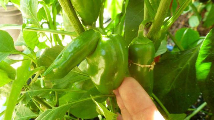 928223 Как пасынковать перец в теплице пошагово
