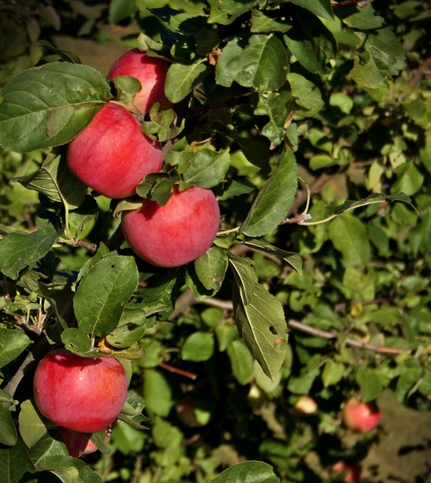 4 Best Fruit Trees for Northern England Fruits Gardener