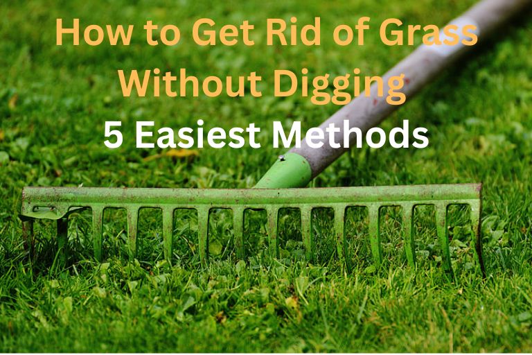 How to Get Rid of Grass Without Digging 5 Easiest Methods