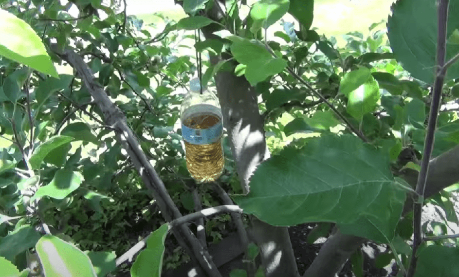 When to Spray Apple Trees for Worms 8 Easy Steps to Keep Worms out