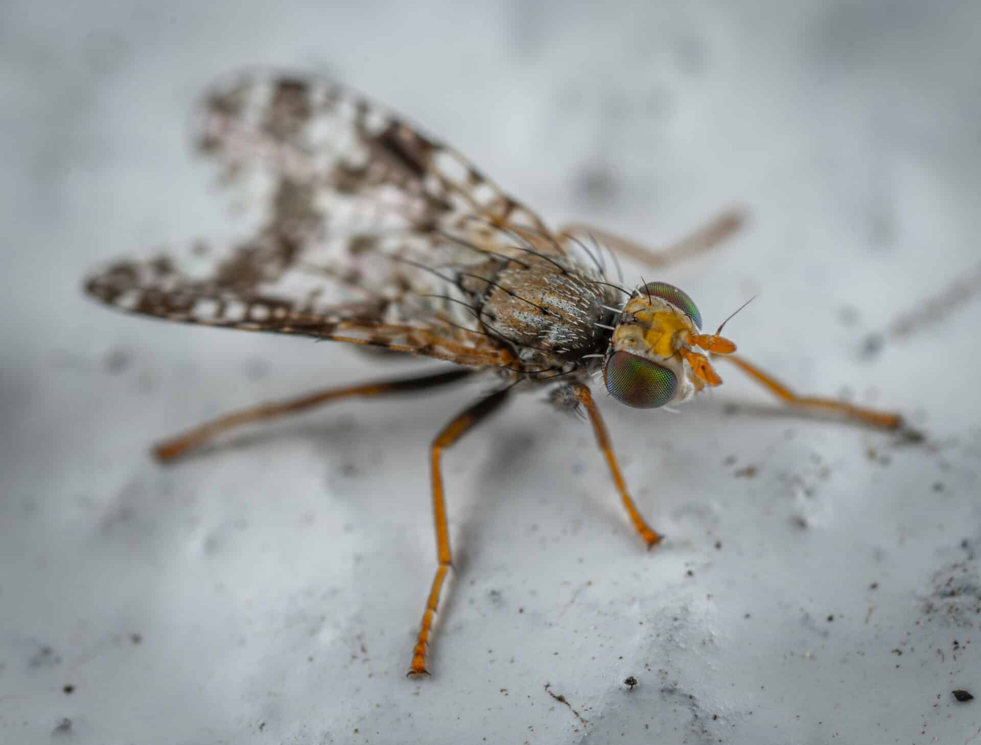 Does Uv Light Attract Fruit Flies Fruits Knowledge World