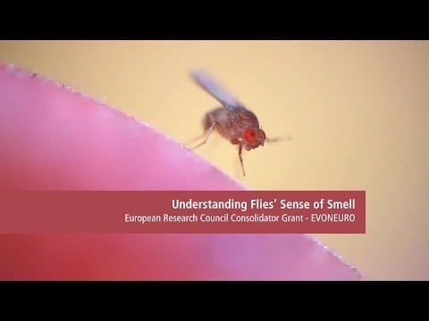 How Far Can Fruit Flies Smell - Fruits Knowledge World