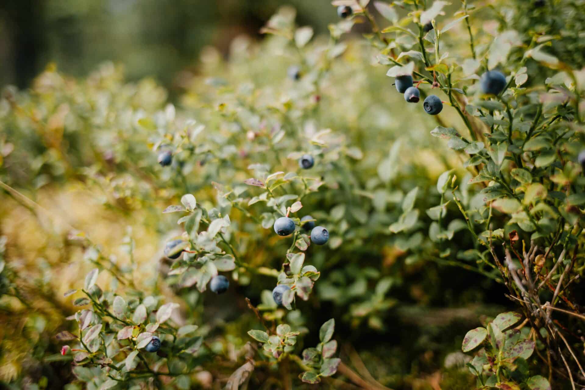 How To Plant Blueberry Bushes In Fruits Knowledge World