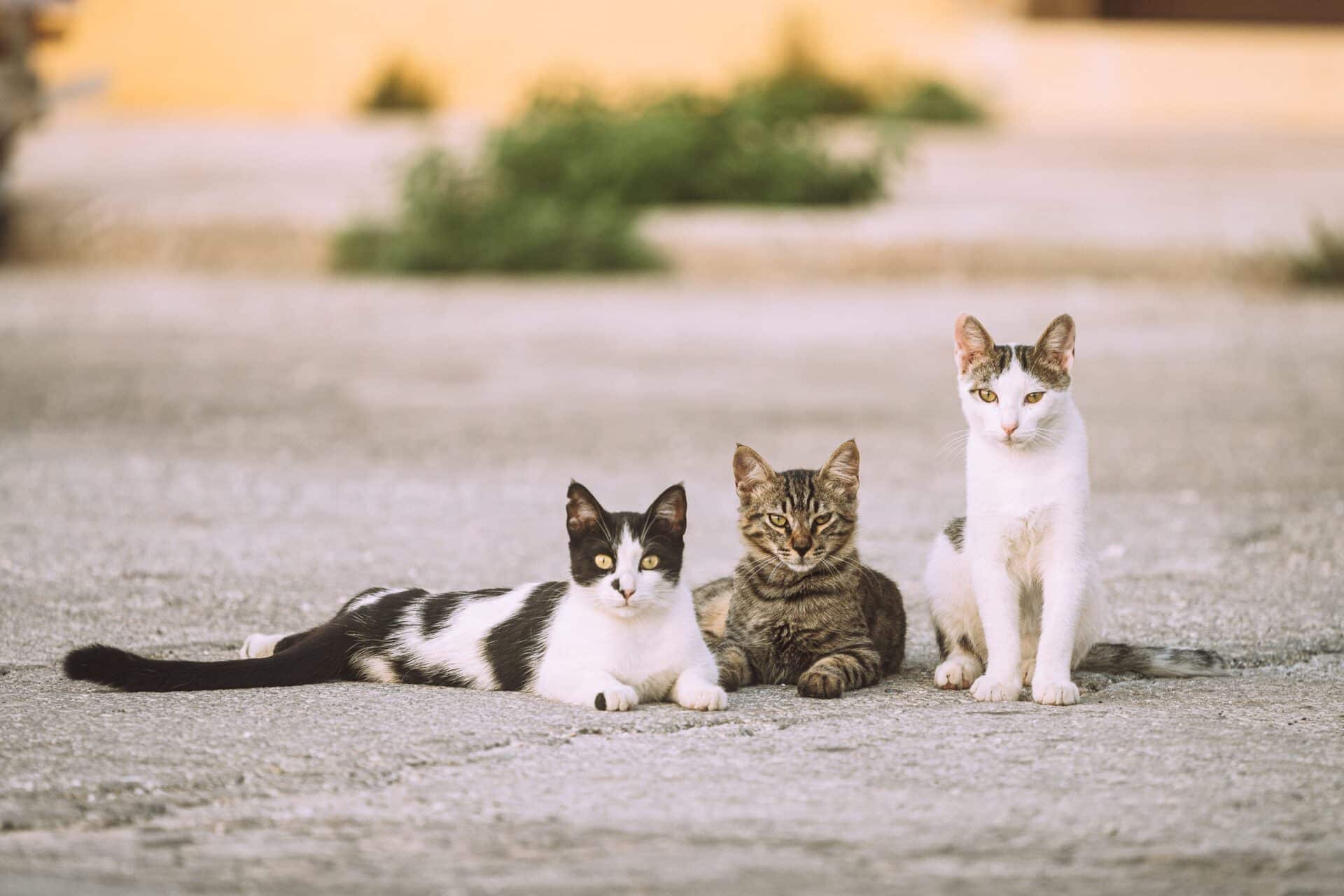 Is Pineapple Safe For Cats Fruits Knowledge World