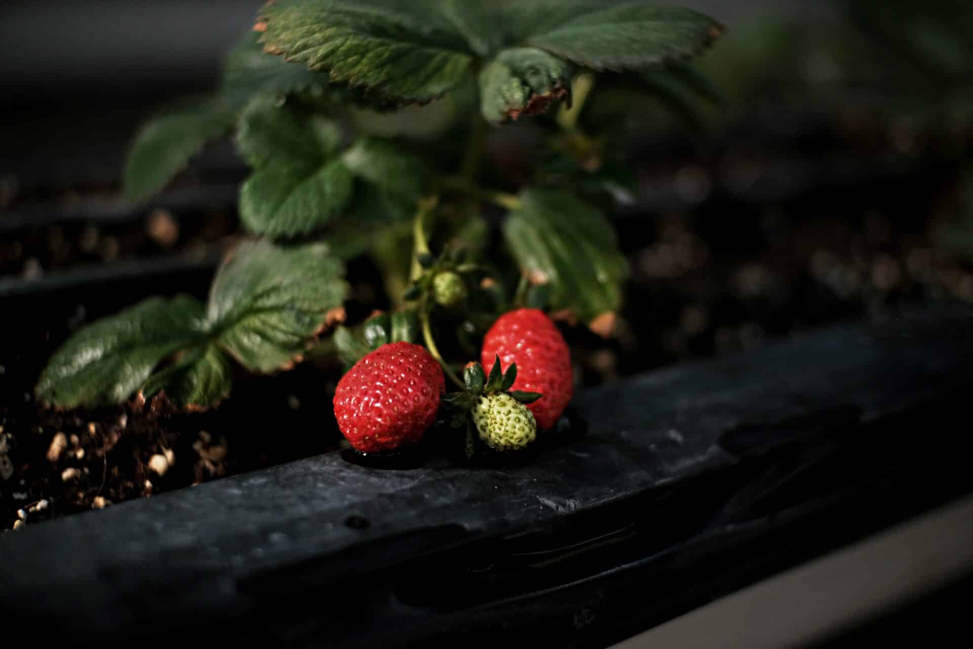 When To Plant Strawberries Seattle Fruits Knowledge World