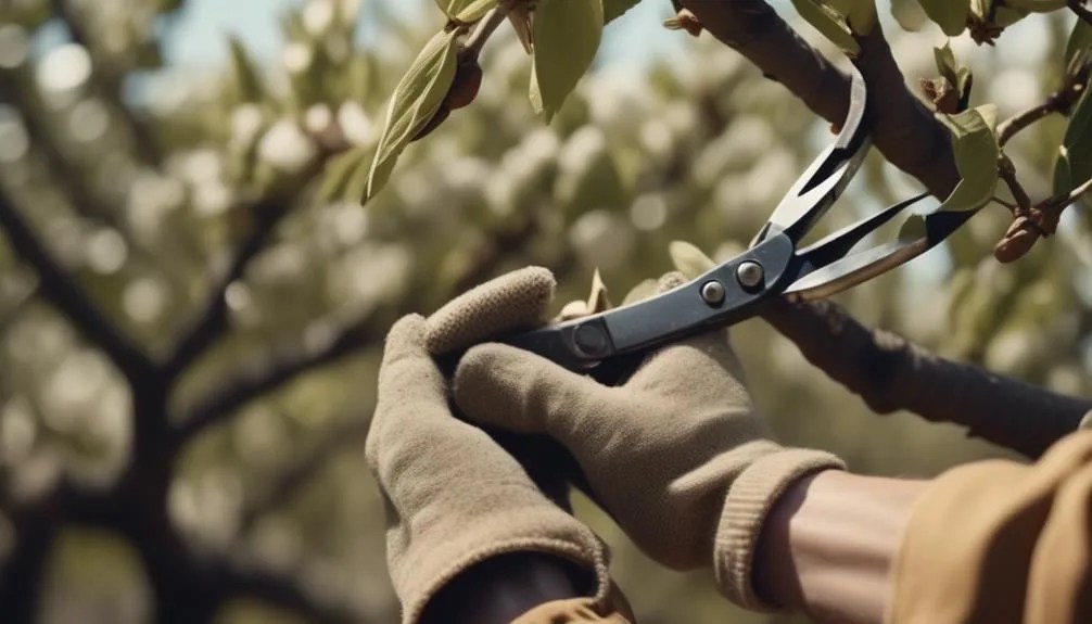 How To Prune Almond Trees Correctly