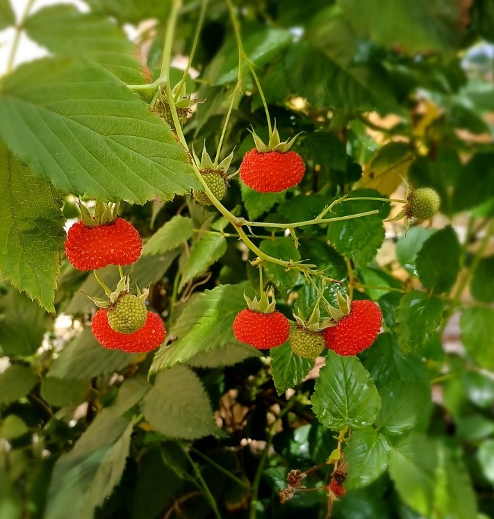 Atherton Raspberry Fruit Tree Lane