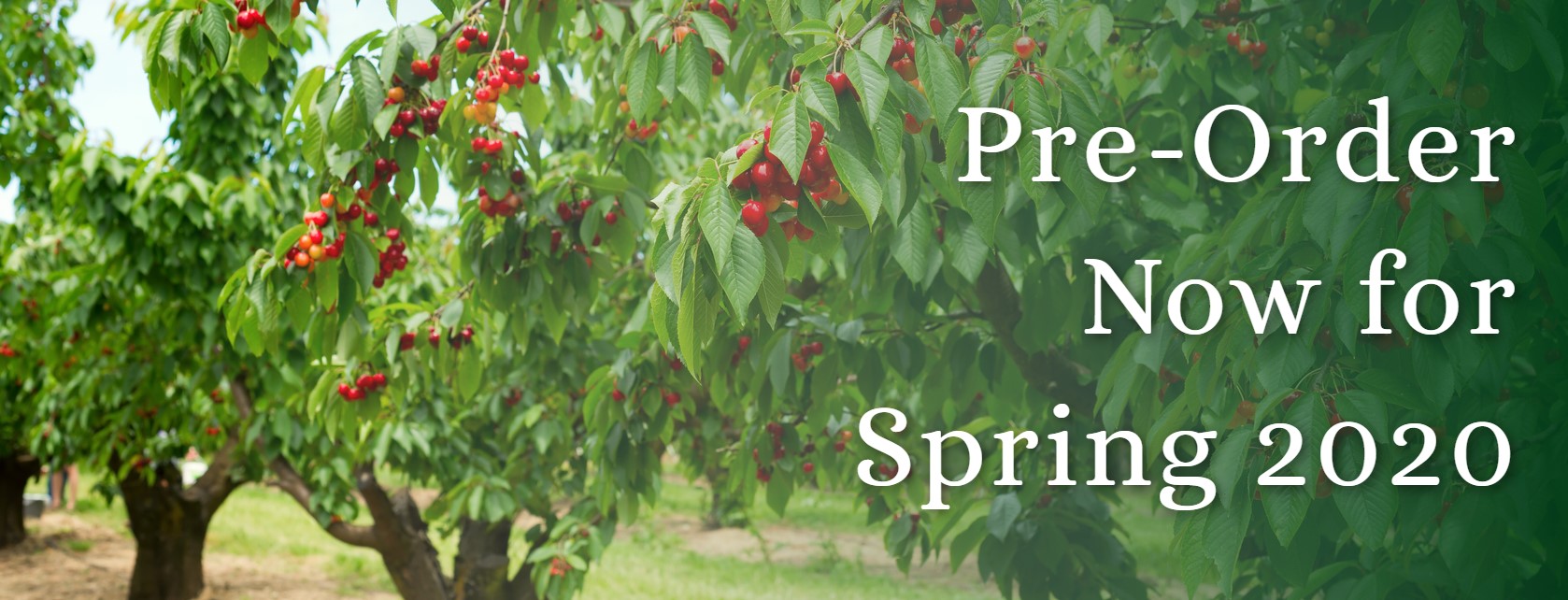 cherry trees for sale Raintree Nursery Online Tree Nursery Blog