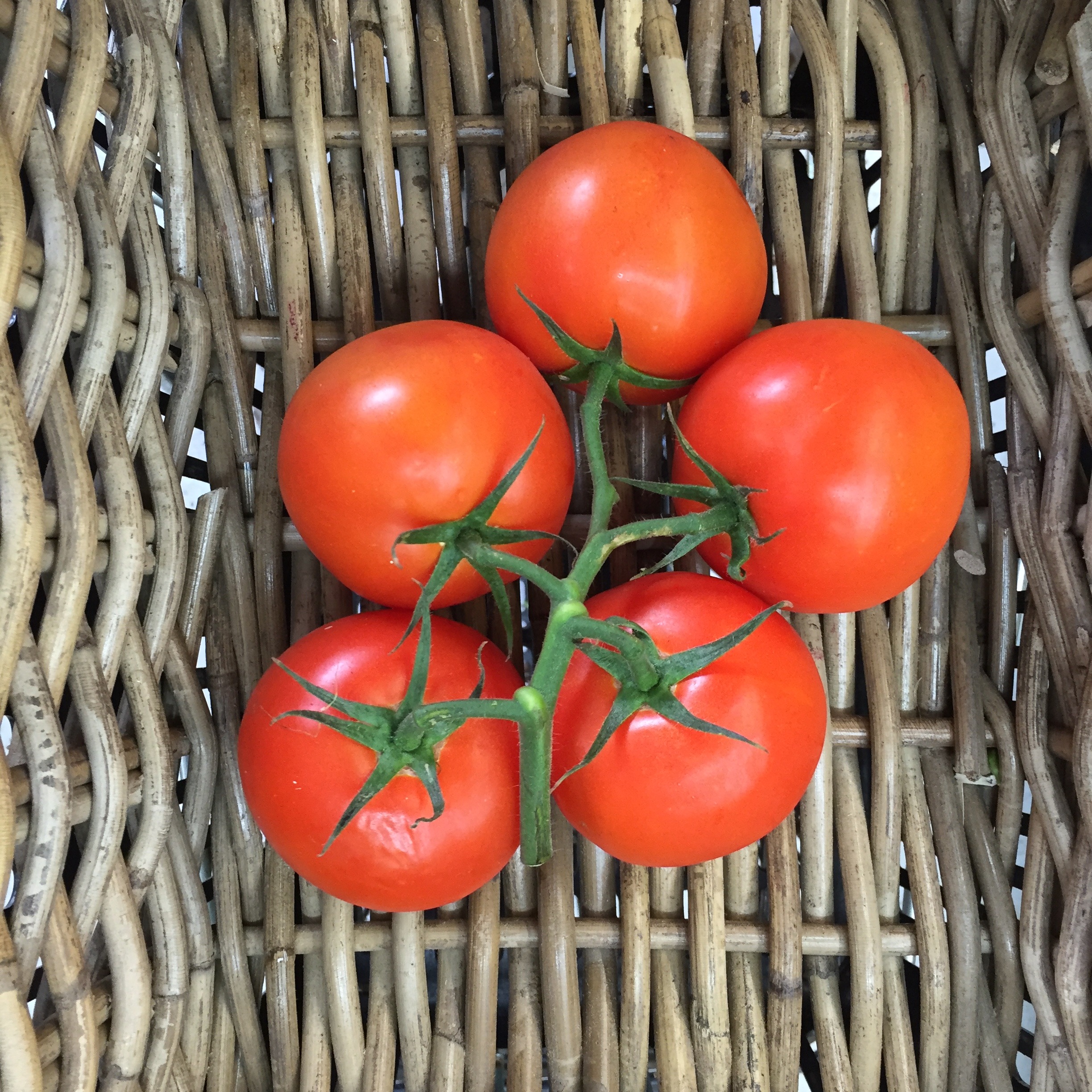 tomato truss Greengrocers Pantry