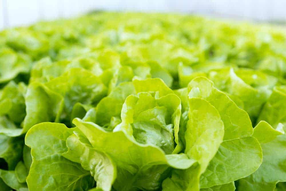 Lechuga Tipos, Propiedades, Beneficios, Cultivo y Mucho MÁS
