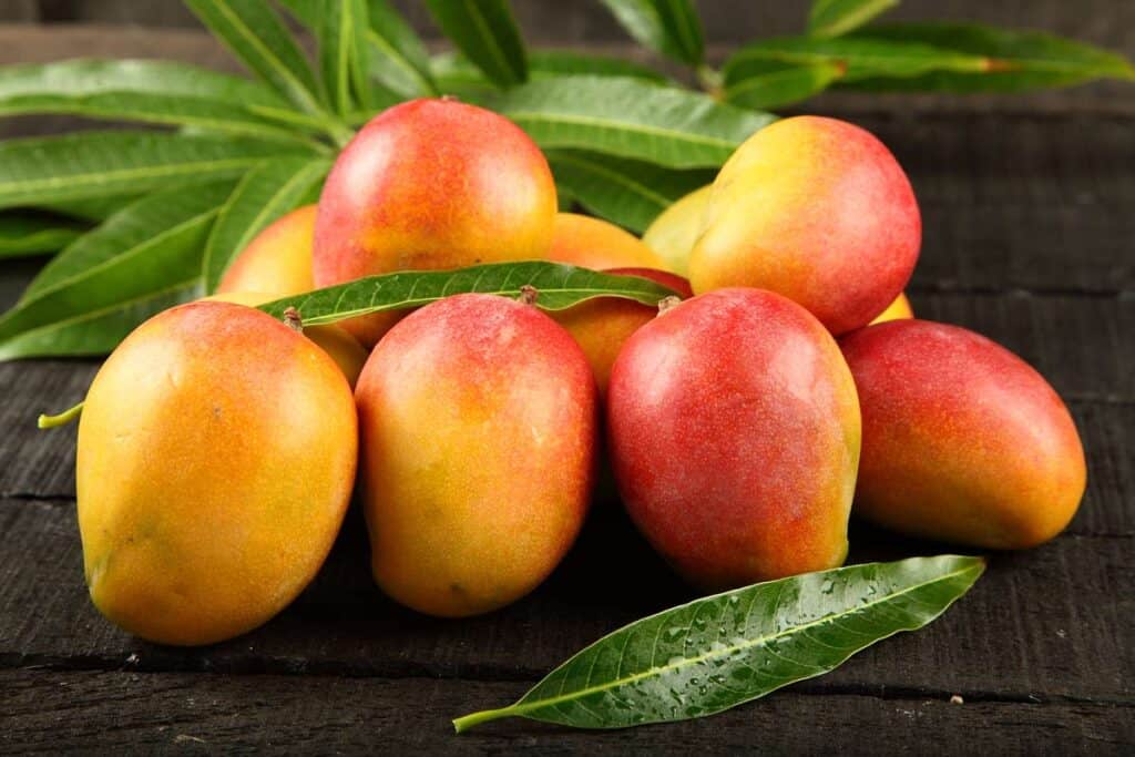 Mango 省 TODO sobre el Rey del Trópico. Propiedades Beneficio Cultivo