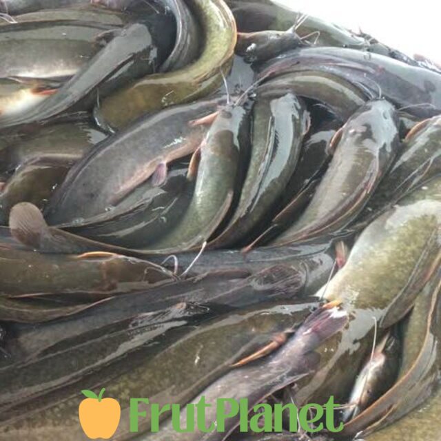 Buy Catfish Online From Exporters