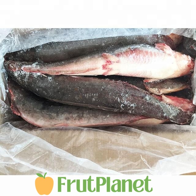 Buy Catfish Online From Exporters