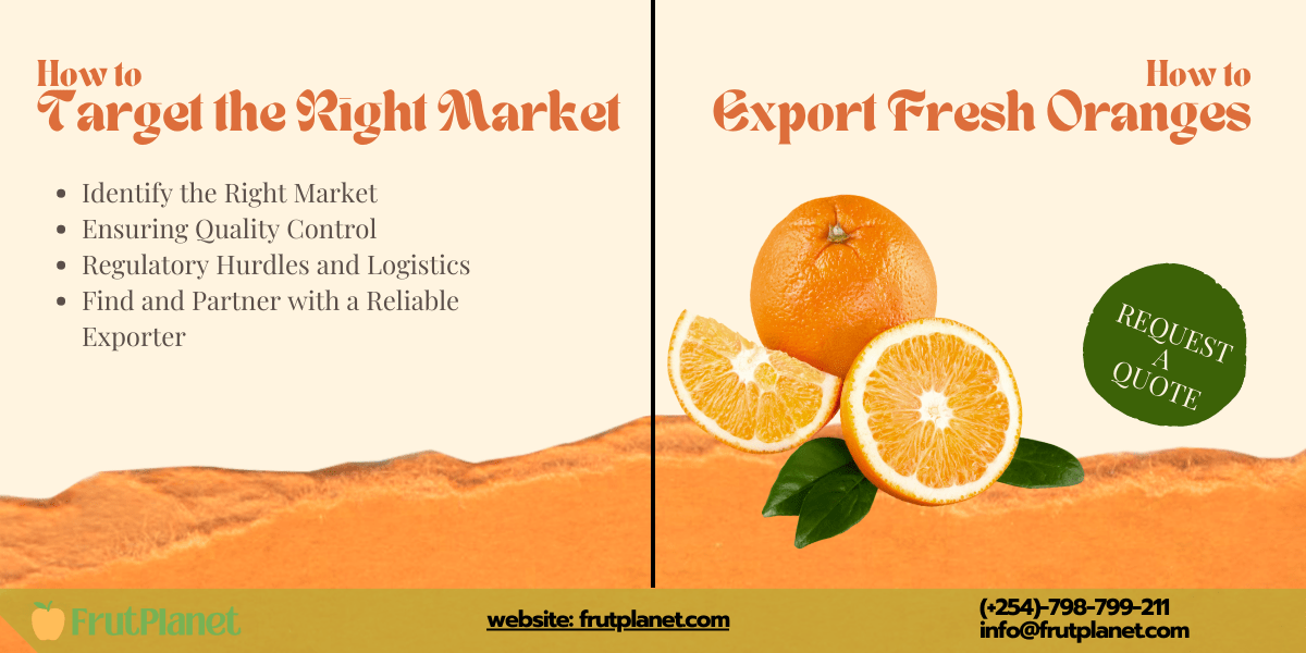 How To Export Oranges And Find Market