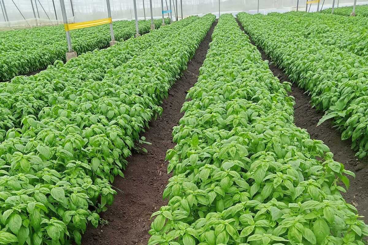 Best Wholesale Fresh Herbs Supplier