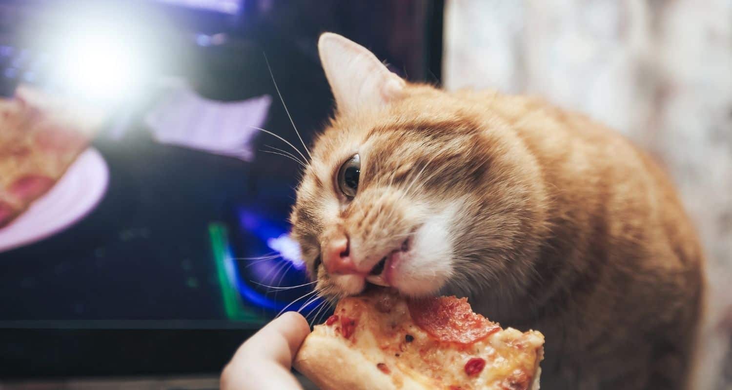 How to keep frozen pizza crust from getting hard? Frying Pro
