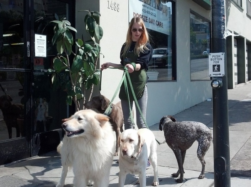 Pet Day Care and Boarding Options in San Francisco Doorsteps Rent
